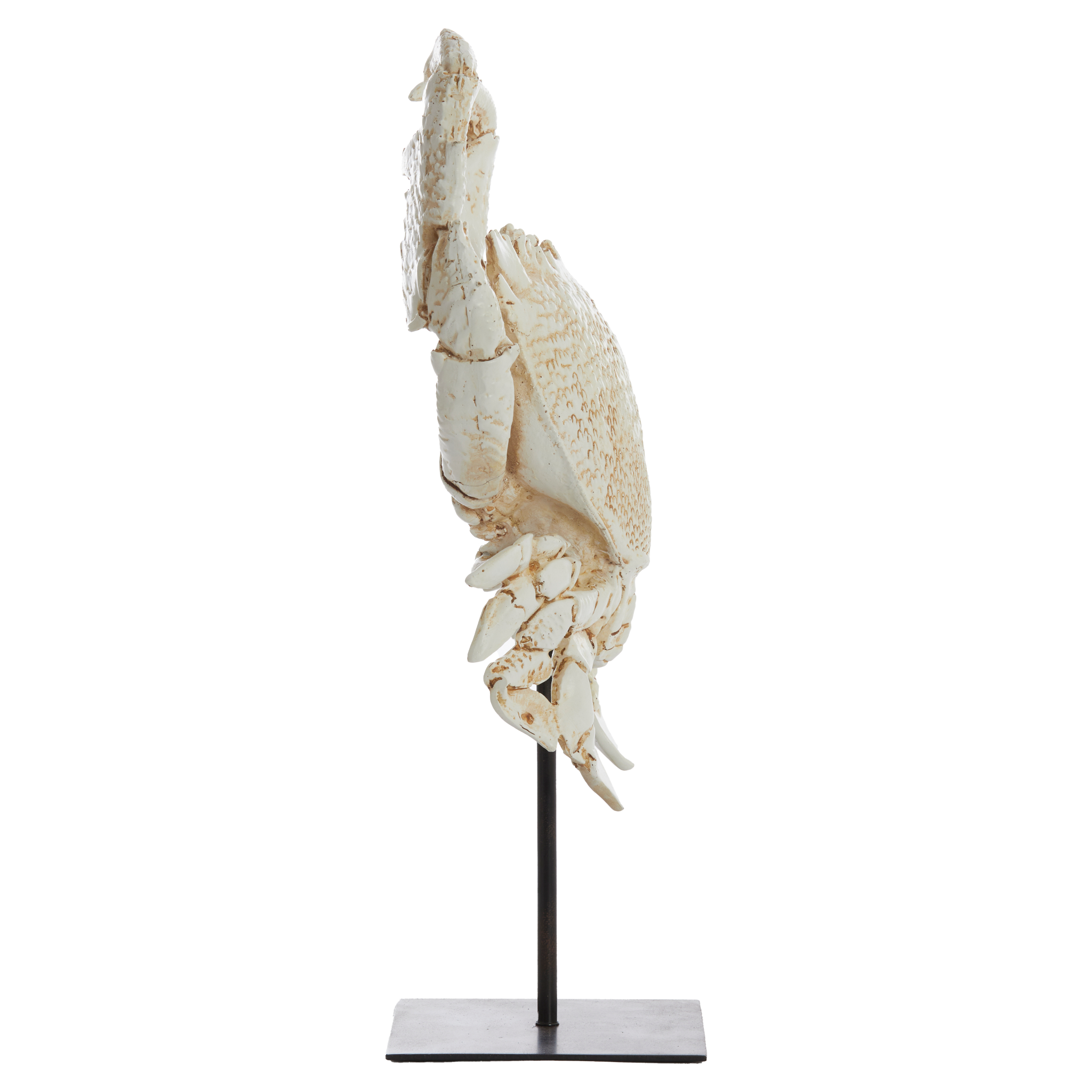 Elegantes Krebs-Ornament auf schwarzem Standfuß für stilvolle Dekoration