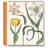 Besler. The Garden at Eichstätt Buch mit botanischen Illustrationen