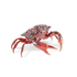 Hochwertige Porzellanskulptur eines roten Krebses mit detailreicher Oberfläche.