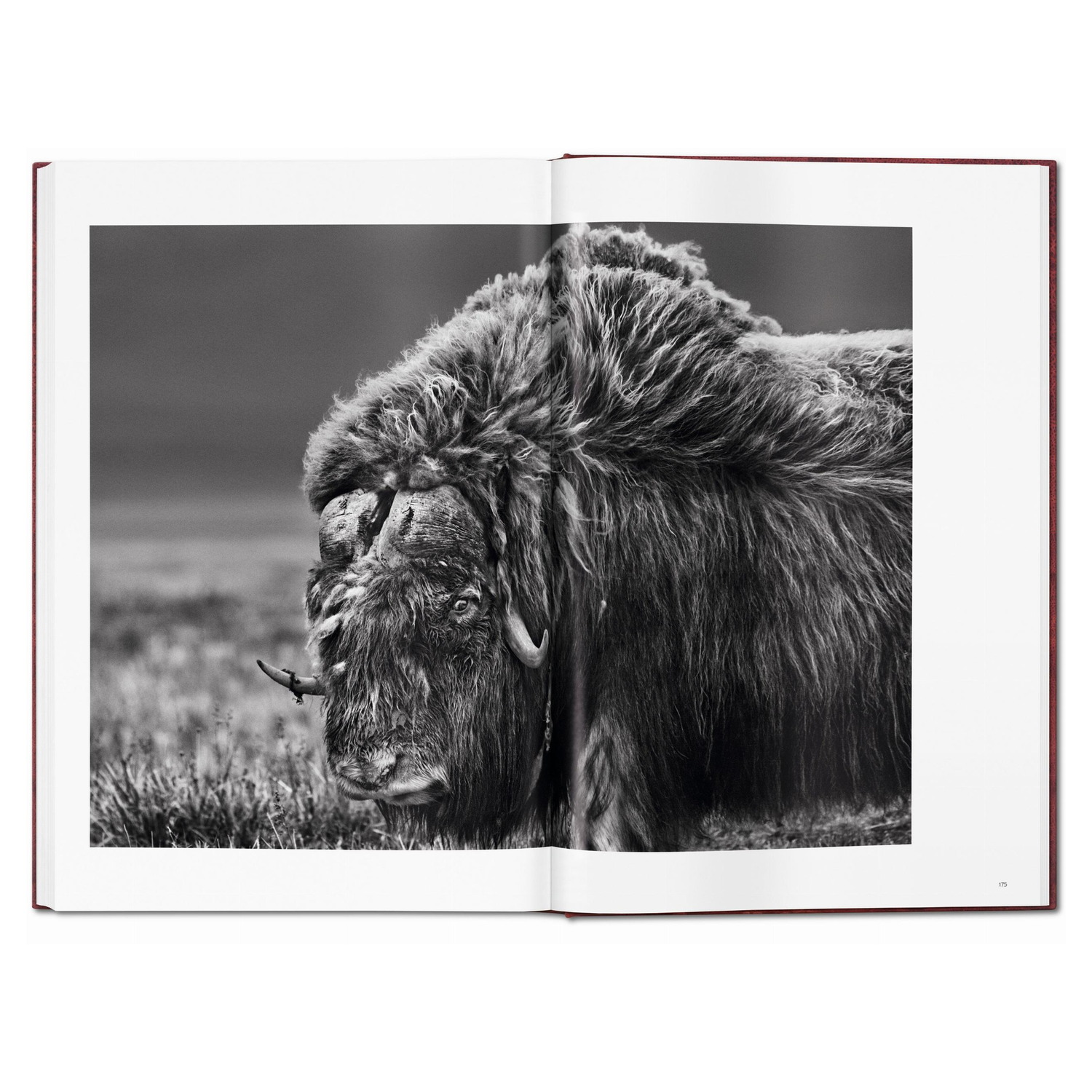 Präsentation der Sebastião Salgado GENESIS Edition mit Booklet und Buchständer