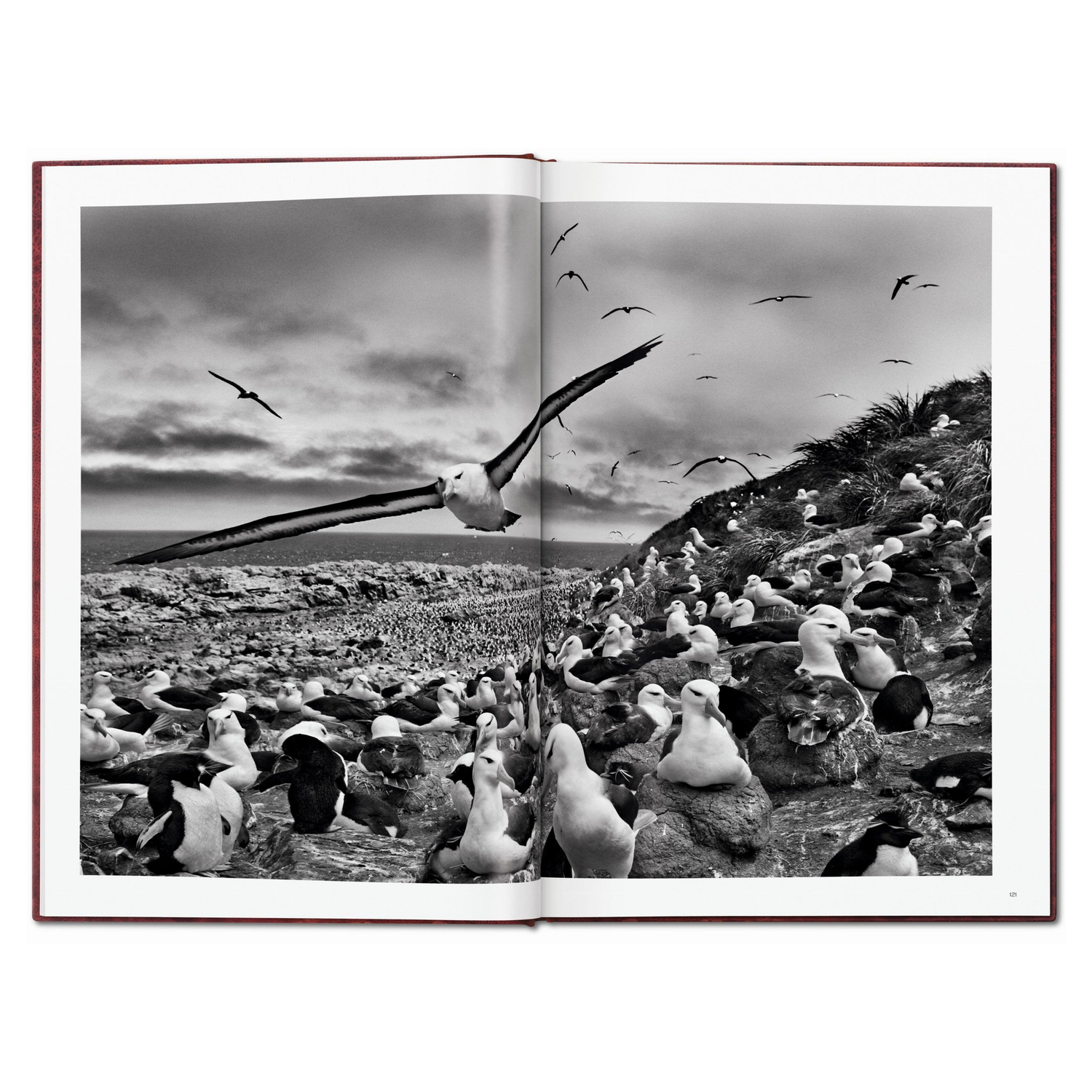 Exklusive Buchbox für die GENESIS Art Edition