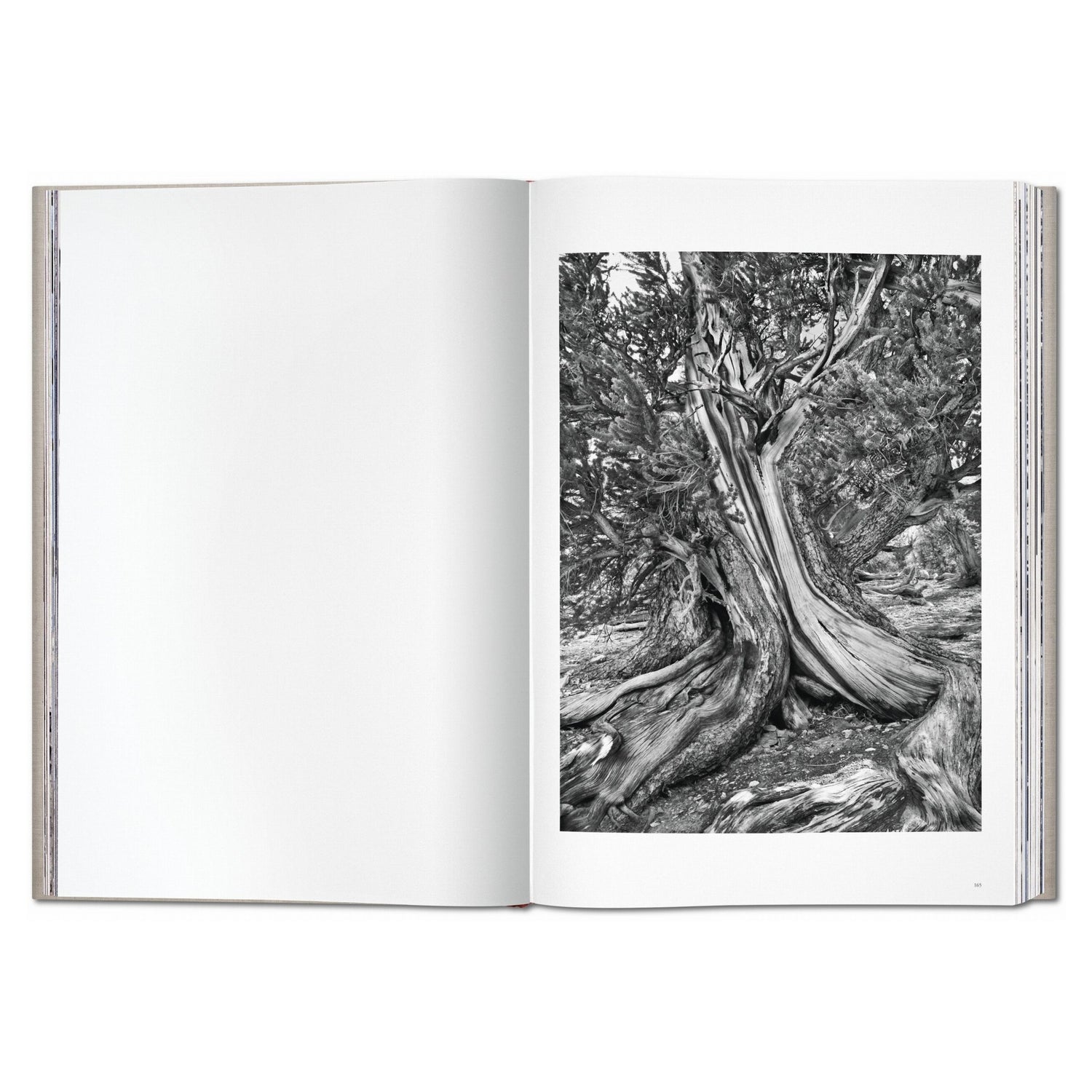 Sebastião Salgado Genesis SUMO-Edition mit zwei Leinenbänden im Buchschuber