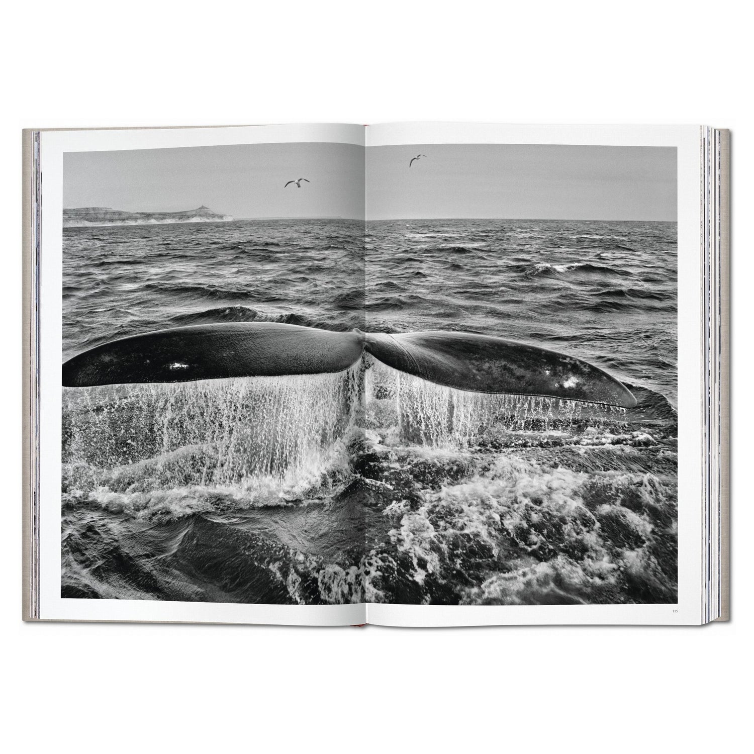 GENESIS Buch auf Kirschbaumfurnier Buchständer