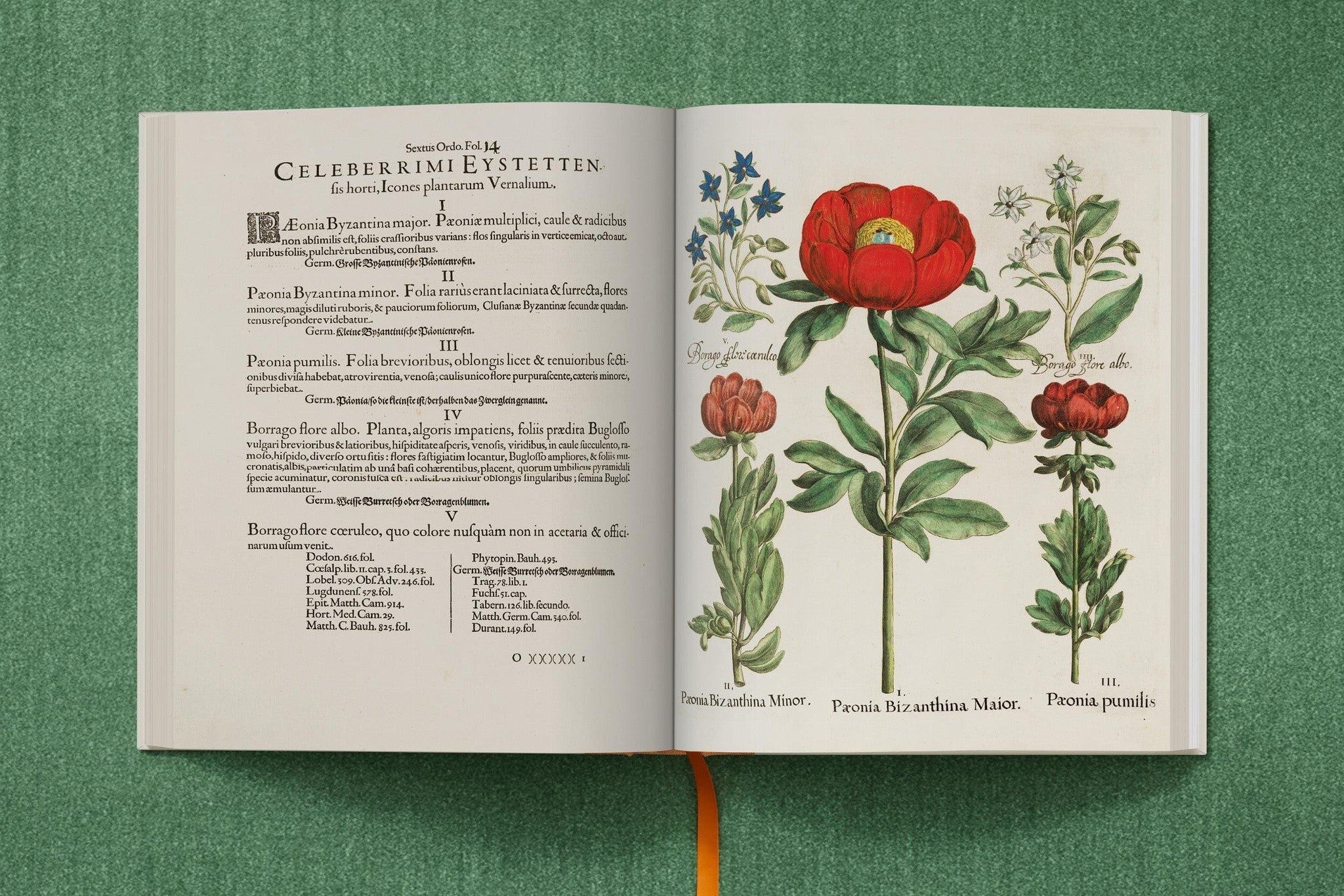 Besler. The Garden at Eichstätt mit detaillierten Pflanzenzeichnungen