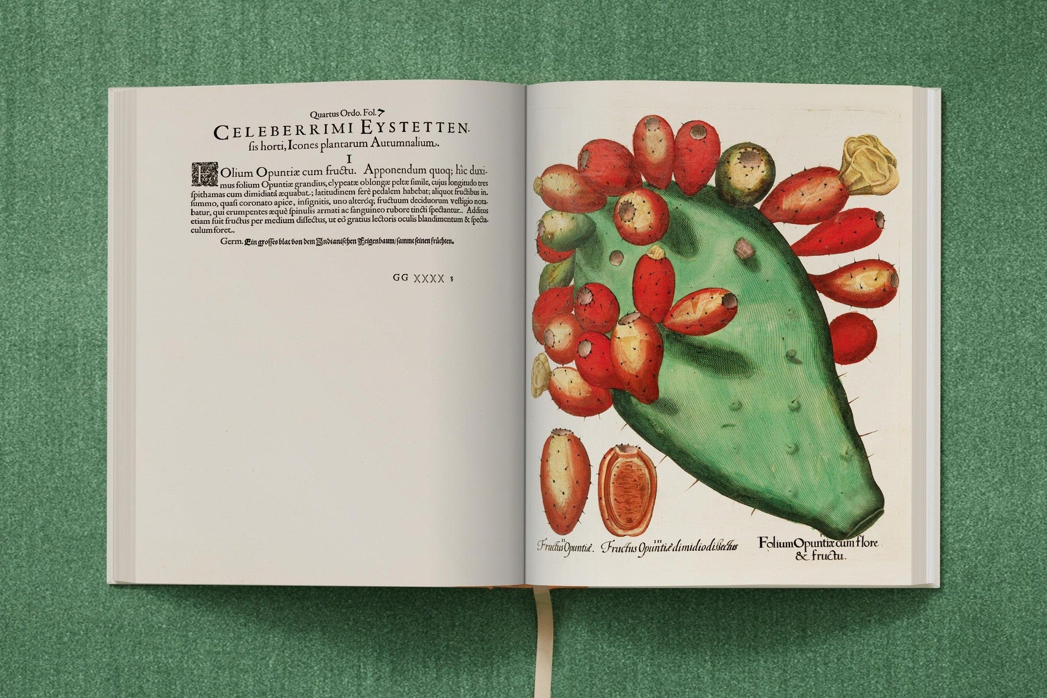 Besler. The Garden at Eichstätt in mehrsprachiger Ausgabe