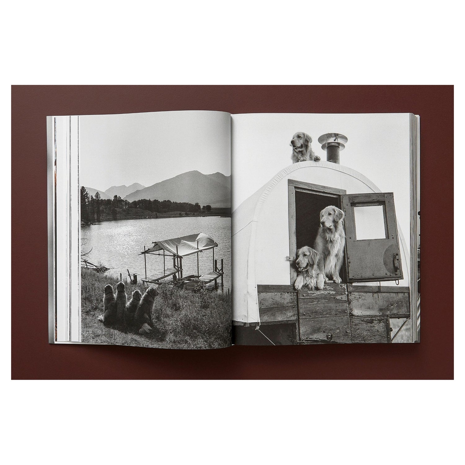 Porträt eines Golden Retrievers – emotionale Fotografie von Bruce Weber