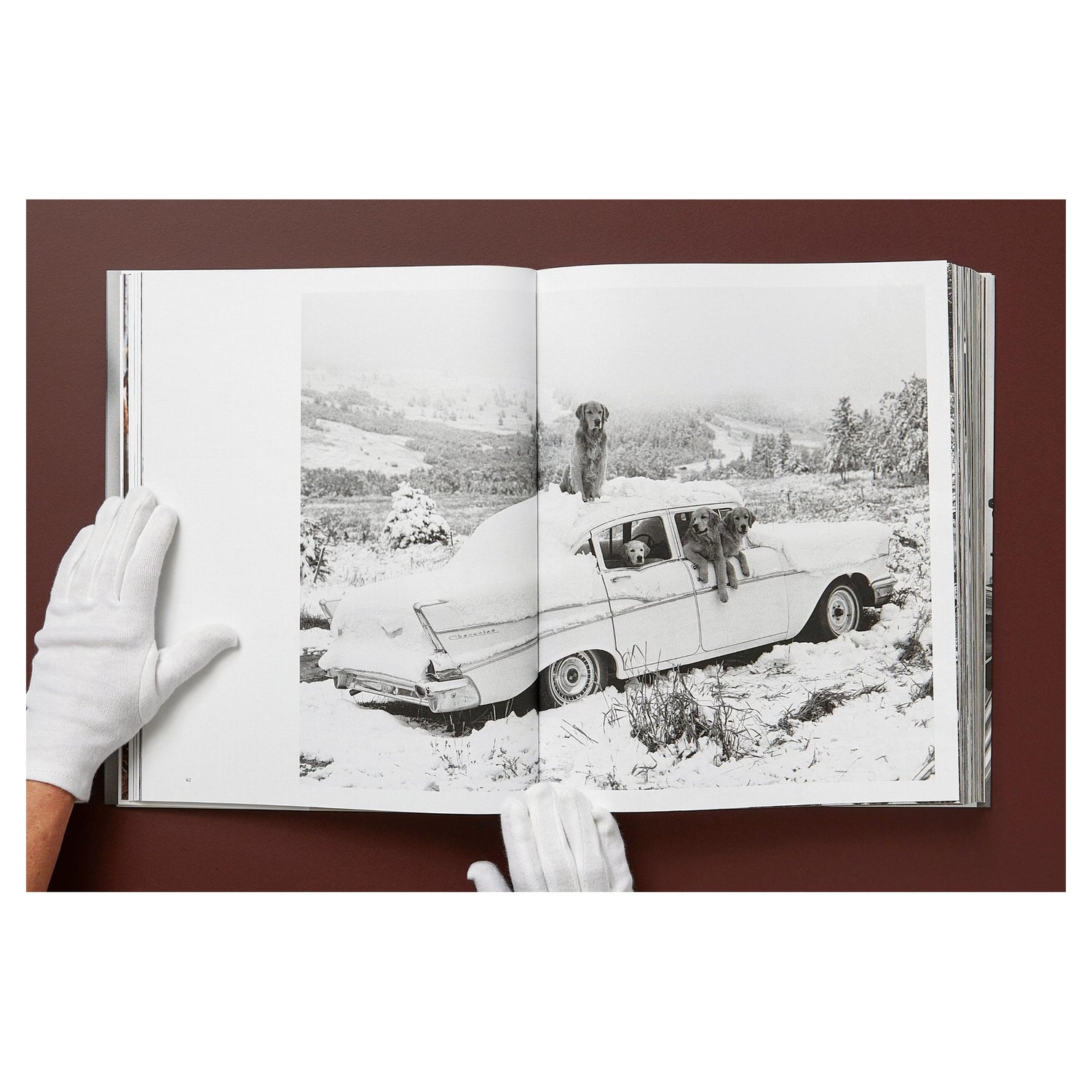 Gerahmter signierter Print von Bruce Weber – Golden Retriever, Montana 1996