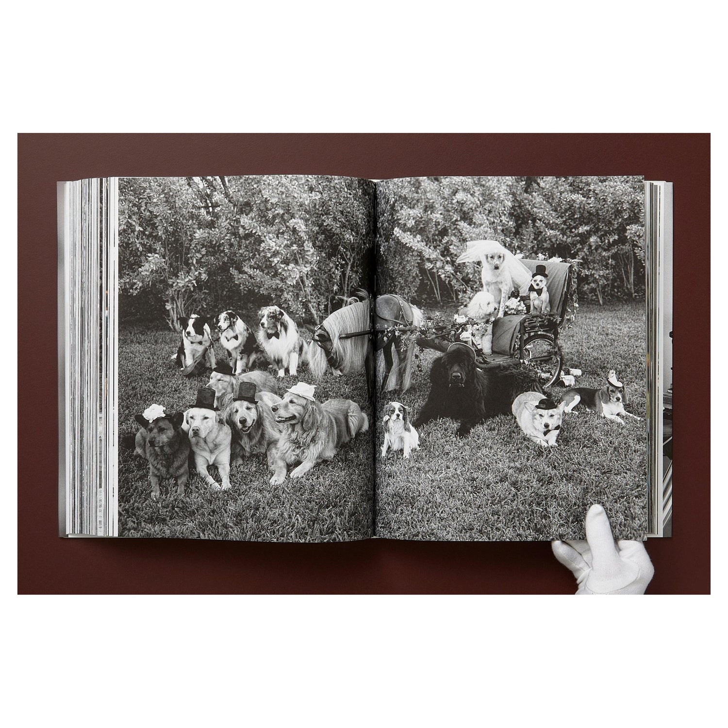 THE GOLDEN RETRIEVER PHOTOGRAPHIC SOCIETY im Schuber