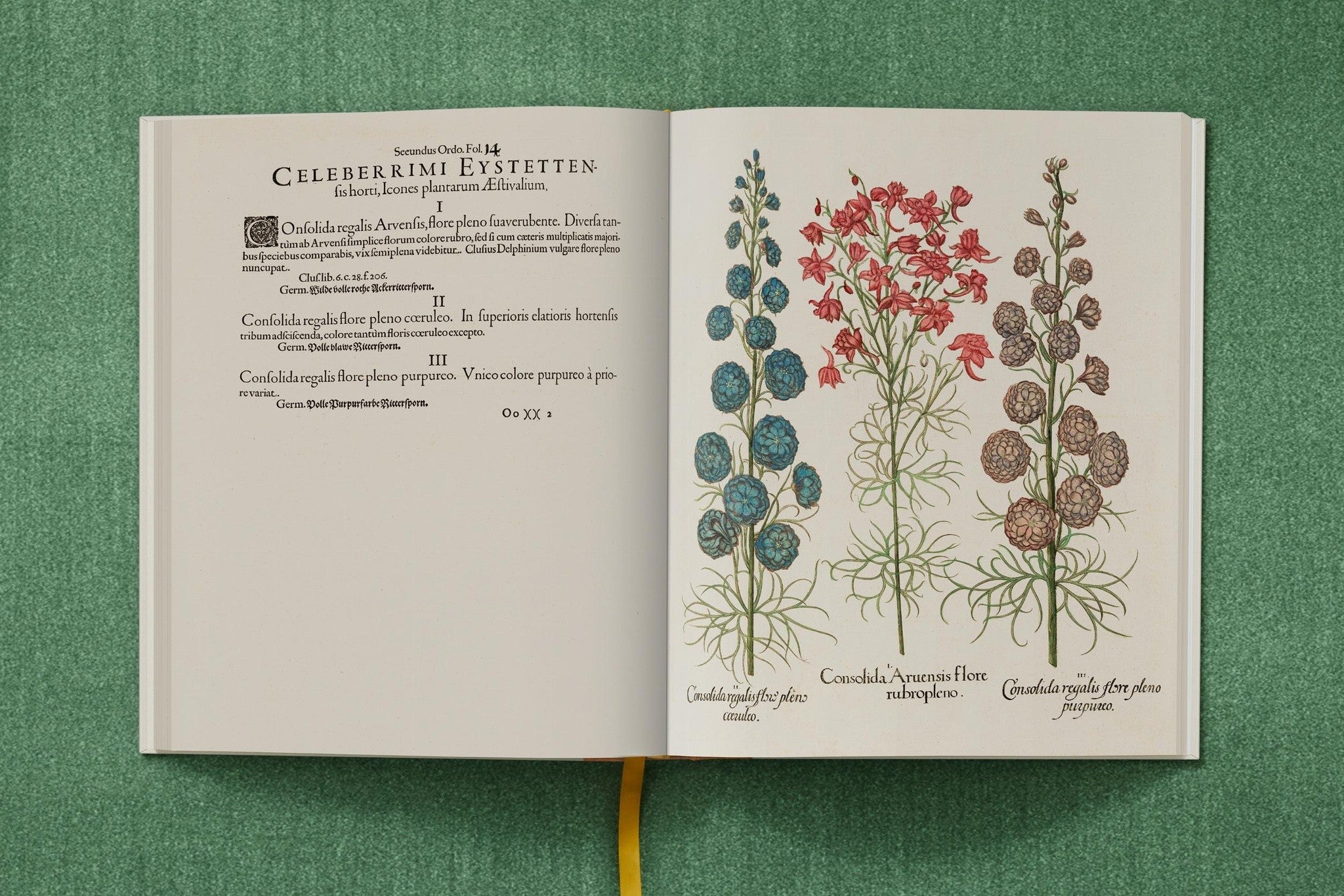 Besler. The Garden at Eichstätt illustriertes Pflanzenbuch
