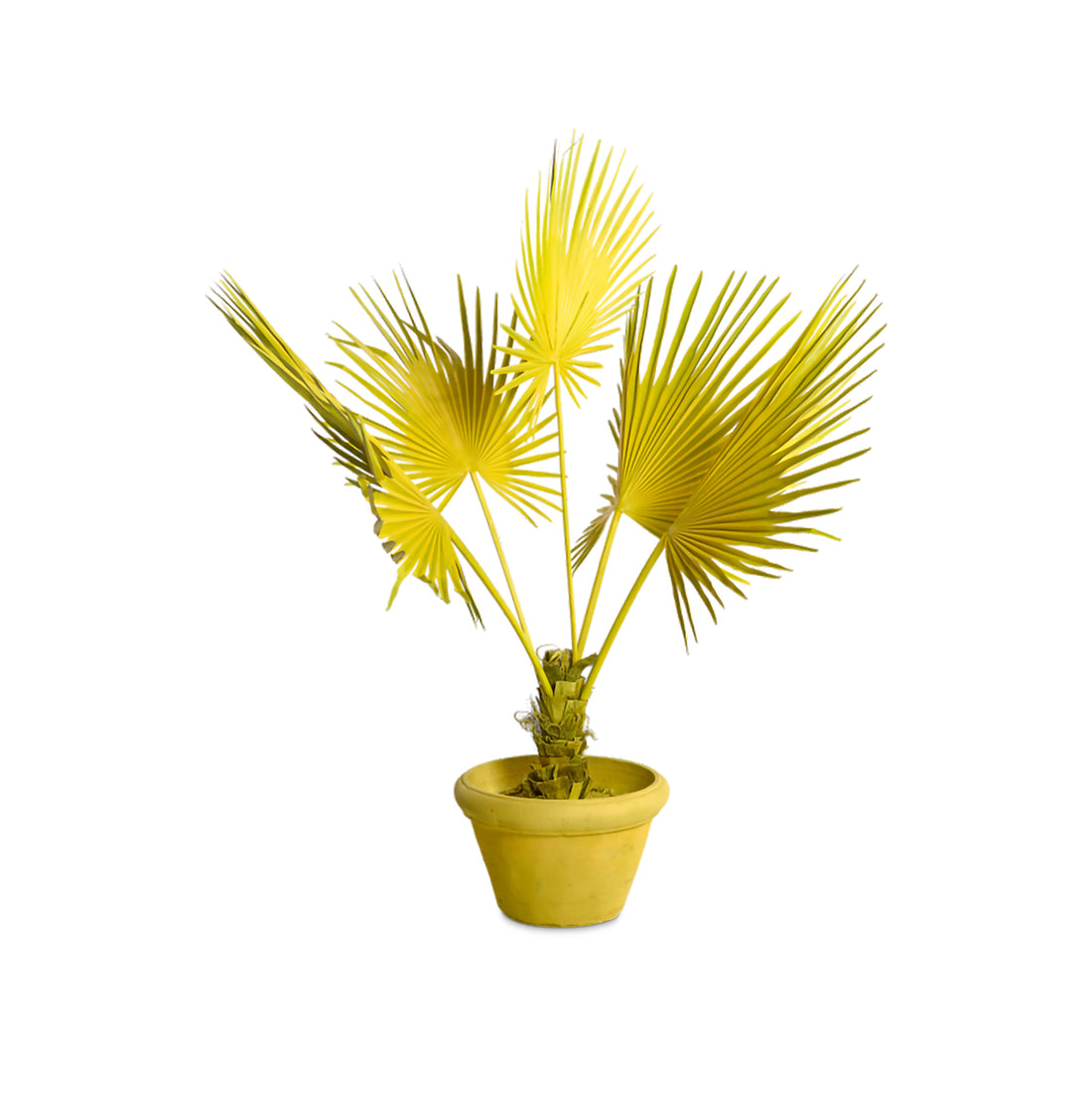 Kunstpflanze FAN PALM von POLSPOTTEN in Gelb