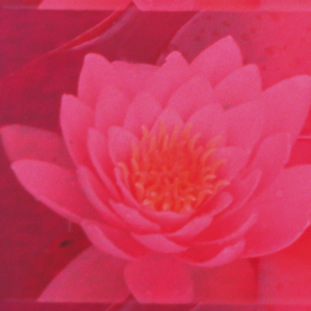 Video - Baobab Collection Duftkerze Céleste