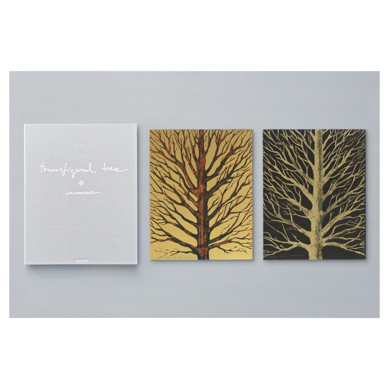 Transfigured Tree Messenger of Light Edition